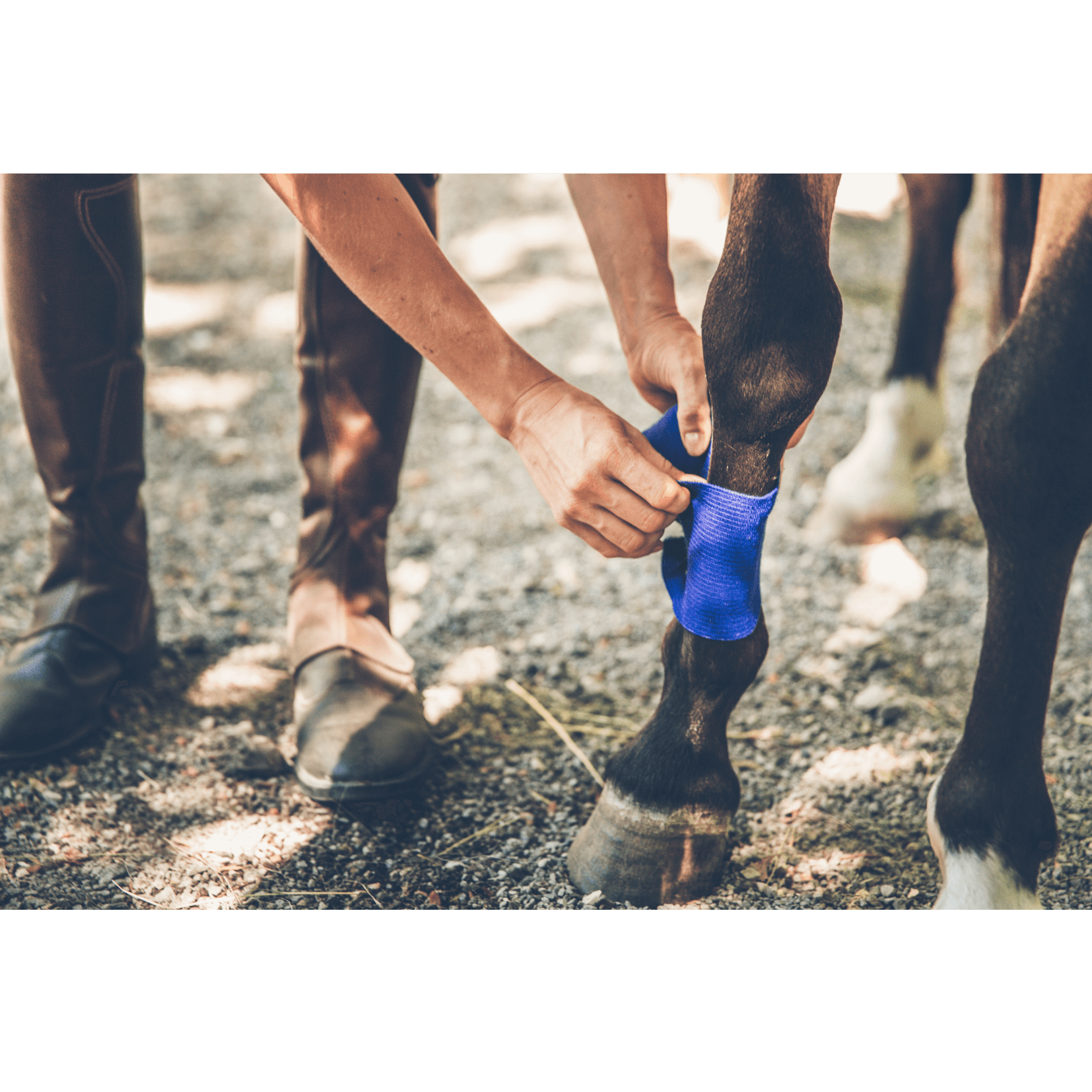 tendinites blessures cheval